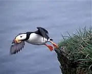  Un Macareux cornu s'élançant d'une falaise, prêt à s'envoler.