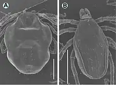 Deux tiques vues au microscope électronique à balayage.