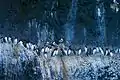 Mouettes et guillemots sur les falaises de Sulnastapi.