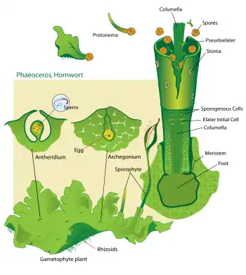 Cycle biologique des anthocérotes.