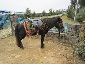 Jumli gris au Camp de base de l'Everest, côté népalais