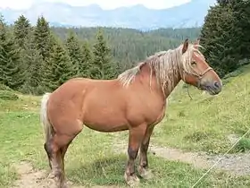 Comtois au col des Saisies en Savoie.