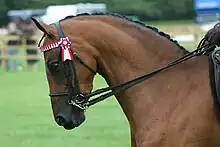 Tête d'un cheval bai en concours équipé d'une bride complète.