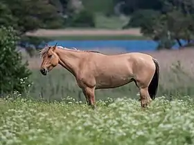 Cheval couleur fauve vu de profil