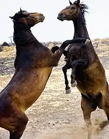 Photographie de deux chevaux cabrés se faisant face.