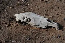 crâne d'un cheval blanchi sur un sol de terre battue.
