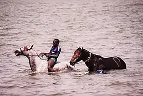 Possibles chevaux du Fleuve en baignade au Sénégal.