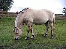 Cheval de couleur brun pâle avec une crinière en brosse broutant dans un pré.