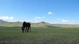 Cheval au repos dans la steppe