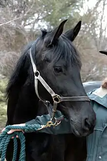 Tête d'un cheval noir