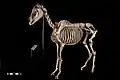 Squelette de cheval domestique au Museum of Veterinary Anatomy.