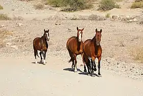 Image illustrative de l’article Cheval en Argentine