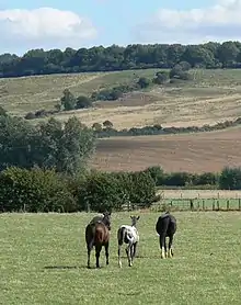 Paysage de bocage avec 3 chevaux dans un pré au premier plan