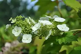 Hortensia blanc