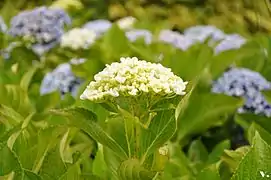 Hortensias bleu et blanc