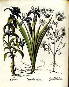 Dessin en couleurs représentant trois plantes des racines aux fleurs : une Gentiane croisette, un Iris fétide et la Caucalis à grandes fleurs. Les dessins sont précis, exubérants et pleins d'emphase.