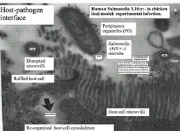 Description de l'image Host-pathogen interface. Human Salmonella in chicken ileum (Original work of Dr R C YashRoy).png.