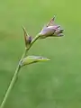 Hosta 'Grand Slam'.