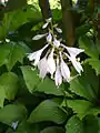 Hosta capitata