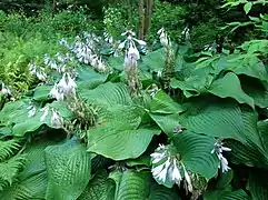 Hosta