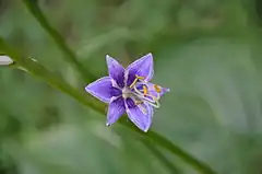 Description de l'image Hosta ventricosa.JPG.