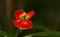 Fleurs de Palicourea tomentosa à Crique Couleuvre, Les Trois Rois (Macouria, Guyane)