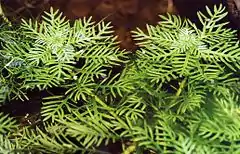 Feuillage affleurant, parfois confondu avec celui d'un Myriophyllum.