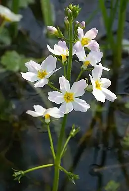 Inflorescence.