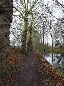 Houplin-Ancoisne, platanes du canal de Seclin.