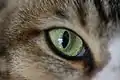 Œil de chat (pupille verticale)
