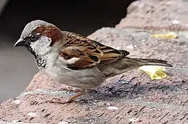 Moineau domestique (Passer domesticus)