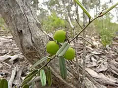 Description de l'image Hovea heterophylla 2.jpg.