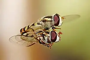 Accouplement en vol de Syrphidae (Diptera)