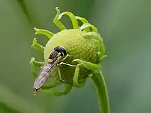 Un insecte plutôt allongé sur un bouton vert.
