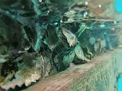 Une colonie d'huîtres non identifiées sur un ponton