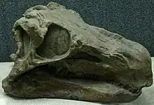 Crâne de Huayangosaurus.
