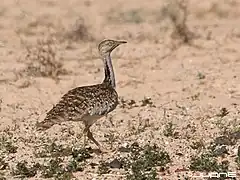 C. undulata fuertaventurae