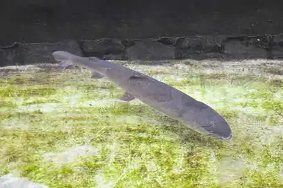 Photo couleur montrant un poisson dans l'eau.