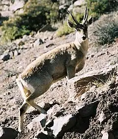 Taruca ou cerf andin (Hippocamelus antisensis)