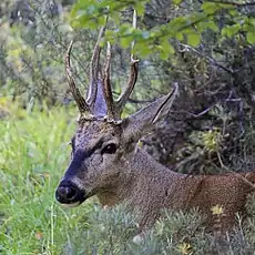 Tête de huemul mâle (Hippocamelus bisulcus).