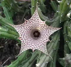 Description de l'image Huernia occulta flower.jpg.