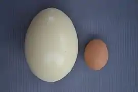 Œuf (à gauche), comparé à celui d'une poule.