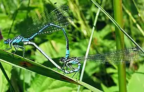 Coenagrion puella (Coenagrionidae)