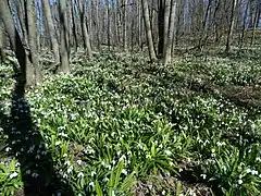 la réserve botanique Hulbyshche,