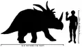 Comparaison de taille entre Styracosaurus et l'homme.