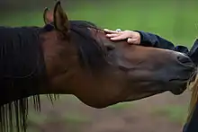 Tête d'un cheval marron sur laquelle est posée une main de femme avec une bague.