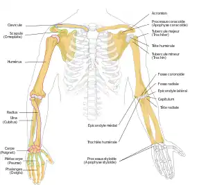 Schéma des os de la ceinture et des membres supérieurs (vue antérieure).
