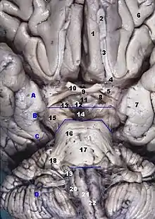 Vue antérieure du tronc cérébral humain.