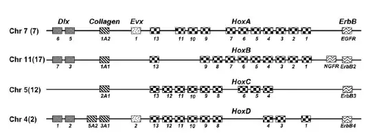 schéma montrant la répartition des gènes dans les complexes humains de gènes Hox, à noter qu'aucun des quatre complexes ne comporte la série complète de treize gènes