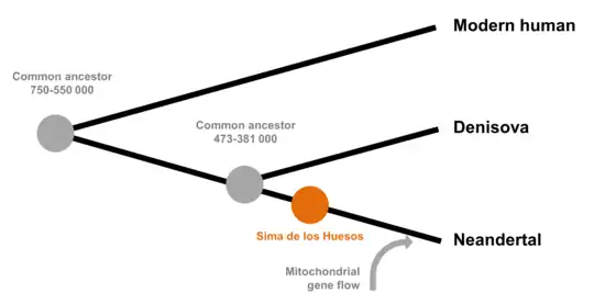 Arbre phylogénétique des lignées humaines proposé en 2016 d'après l'ADN de la Sima de los Huesos.
